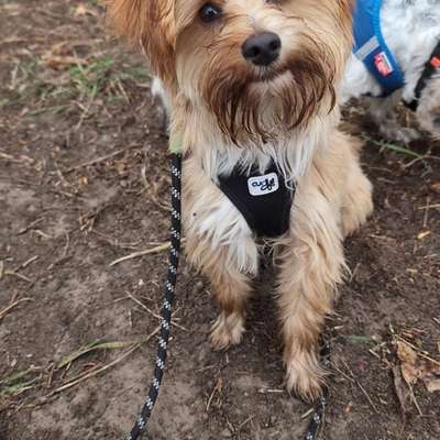 Hundetreffen-Suche Hundebuddy/ Regelmäßige Playdates-Bild