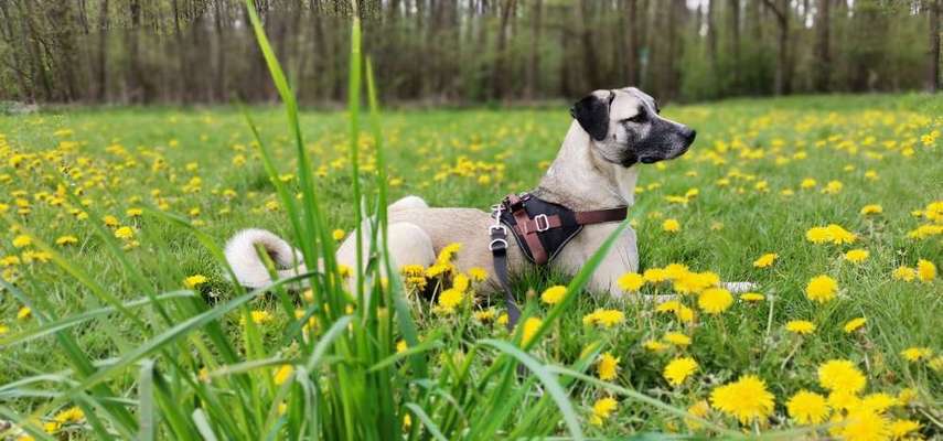 Seltene Rassen!-Beitrag-Bild