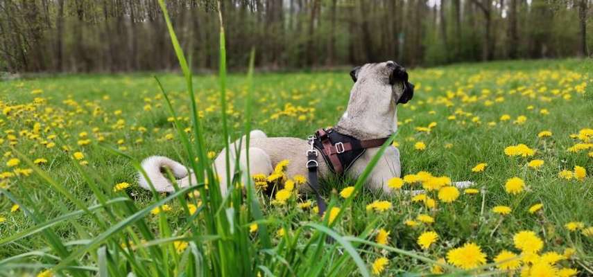 Fotografie / Hundefotografie-Beitrag-Bild