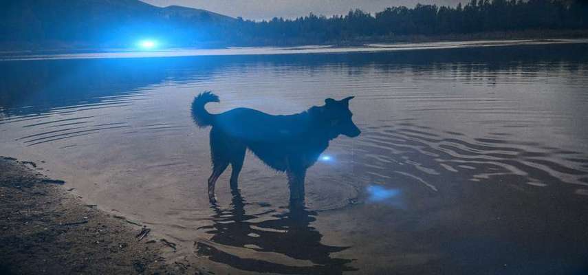 Dogorama-Monats-Challenge-Mai "Wasser"-Beitrag-Bild