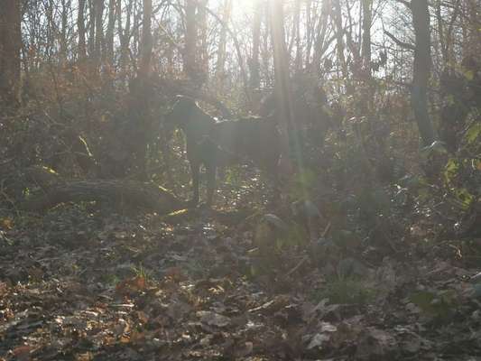 Hundetreffen-Derletaler Rundgang-Bild