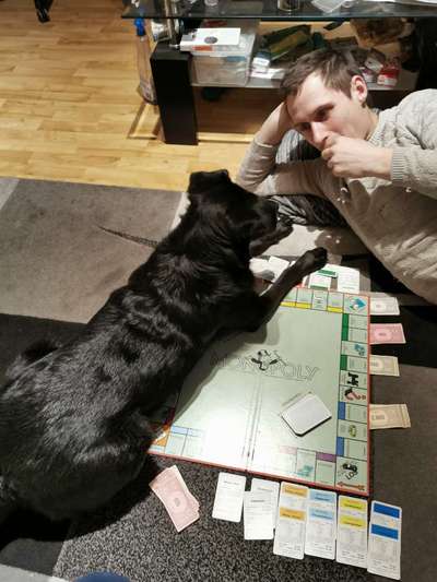 Labradorfans-Beitrag-Bild