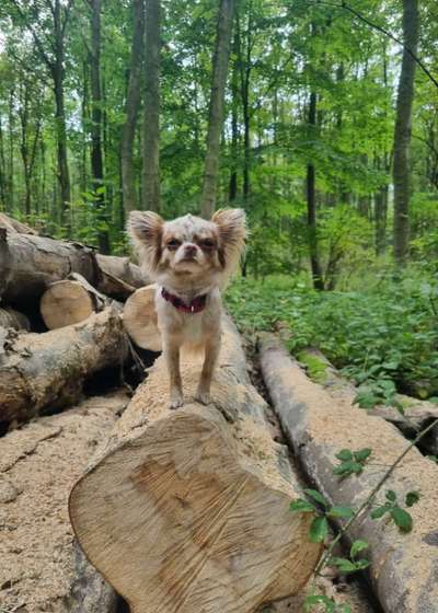 Hundetreffen-Kleinhundetreffen-Bild