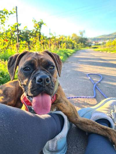 Deutsche Boxer-Beitrag-Bild