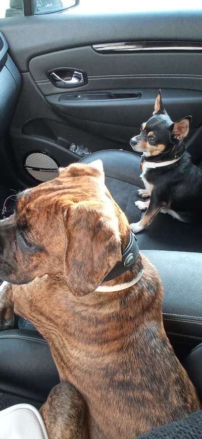 Die Dogorama Wochen Challenge-Beitrag-Bild