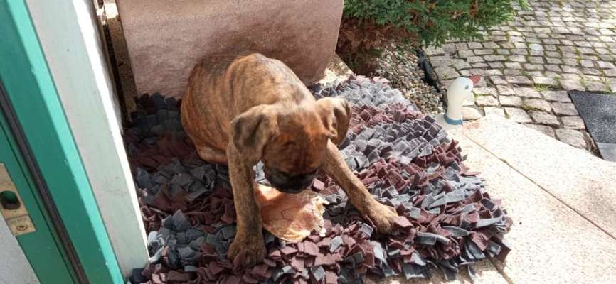 Boxer ???-Beitrag-Bild