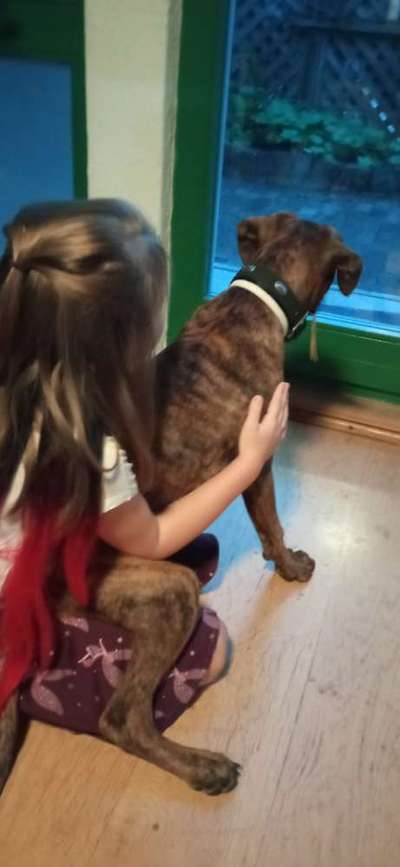 Deutsche Boxer-Beitrag-Bild