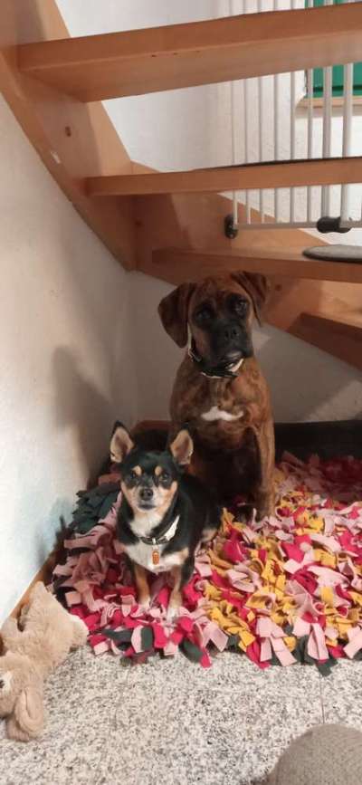 Deutsche Boxer-Beitrag-Bild