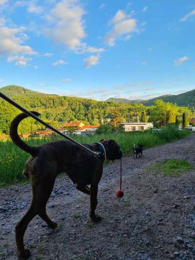 Deutsche Boxer-Beitrag-Bild