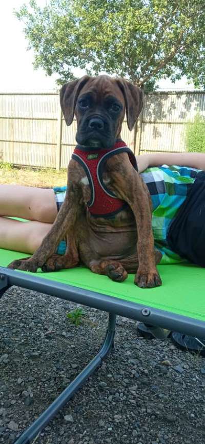 Die Dogorama Wochen Challenge: “Dein Hund im Urlaub”-Beitrag-Bild