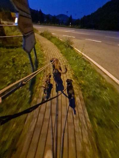 Deutsche Boxer-Beitrag-Bild