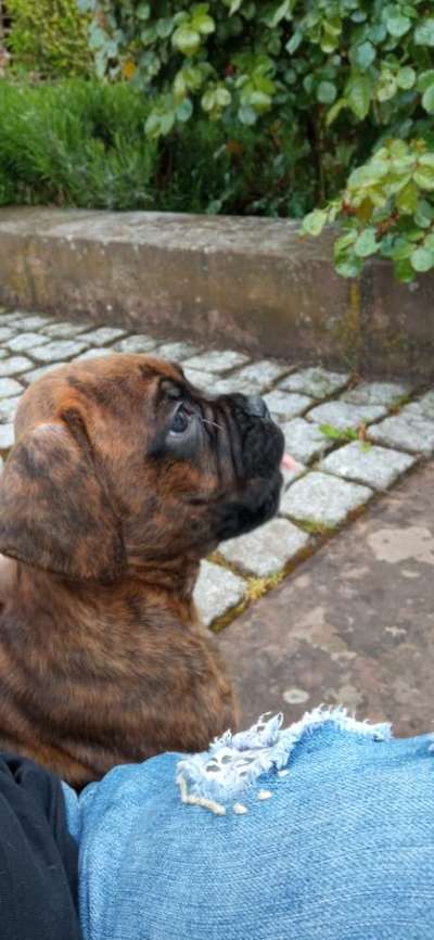 Boxer ???-Beitrag-Bild
