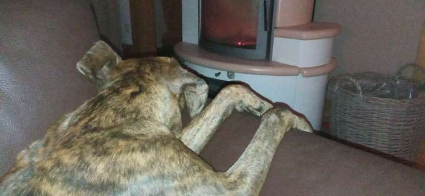 Deutsche Boxer-Beitrag-Bild