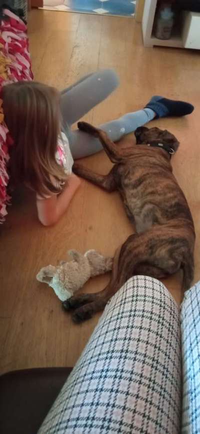 Deutsche Boxer-Beitrag-Bild