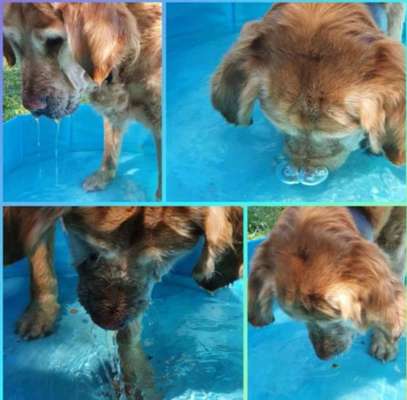 Wo sind die Golden Retriever Liebhaber?-Beitrag-Bild