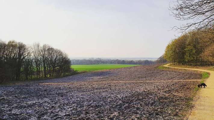 Hundeauslaufgebiet-Weyerberg-Bild