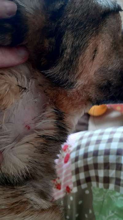 Fellverlust-Beitrag-Bild