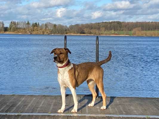 Die Dogorama-Wochen-Challenge "Die schönste Grimasse"-Beitrag-Bild