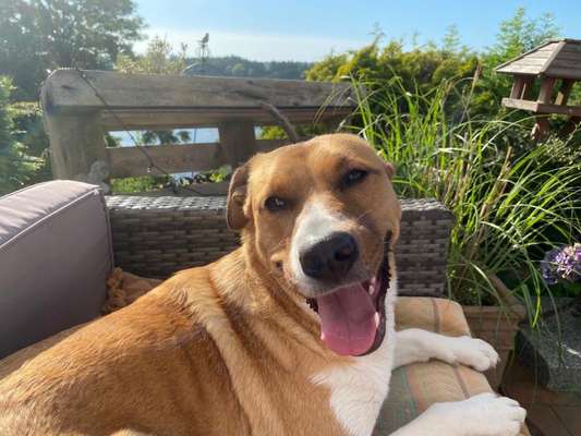 Die Dogorama-Wochen-Challenge "Die schönste Grimasse"-Beitrag-Bild