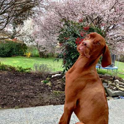 Magyar Vizsla-Beitrag-Bild