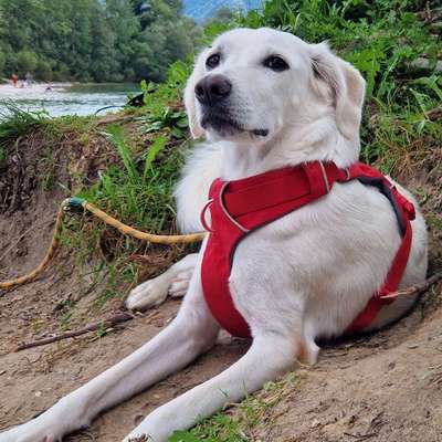 Hundetreffen-Suche eher ruhige Gassipartner für noch unsichere aber lernwillige Hündin mit HD-Bild