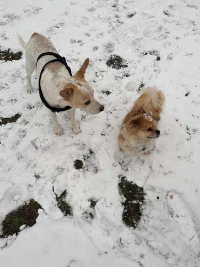 Wo sind die Jack und Parson Russell Terrier?-Beitrag-Bild