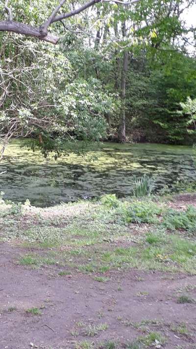 Wo sind die Jack und Parson Russell Terrier?-Beitrag-Bild