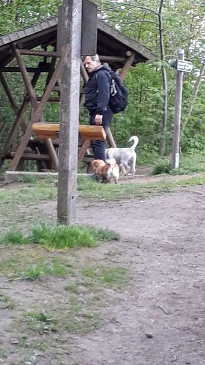 Wo sind die Jack und Parson Russell Terrier?-Beitrag-Bild