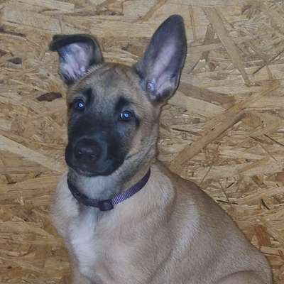 Hundetreffen-Souveränen Hund / Sozialverhalten-Profilbild