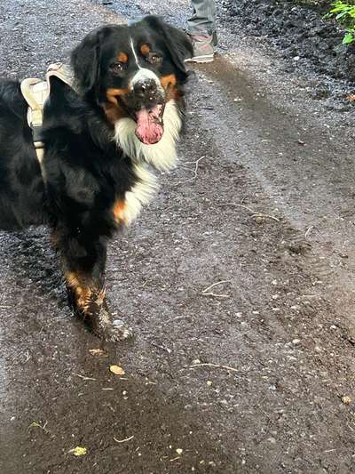 Berner Sennen-Beitrag-Bild