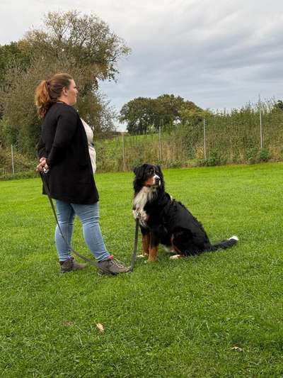 Berner Sennen-Beitrag-Bild