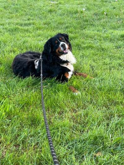 Berner Sennen-Beitrag-Bild