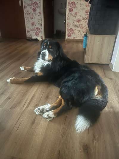 Berner Sennen-Beitrag-Bild