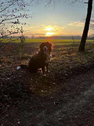 Berner Sennen-Beitrag-Bild
