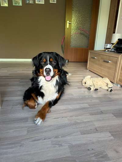 Berner Sennen-Beitrag-Bild