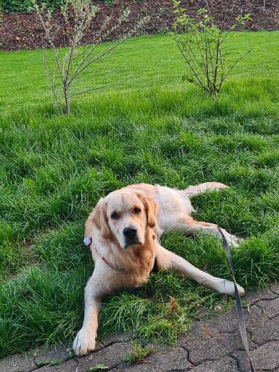 Hundetreffen-Spielpartner gesucht-Bild