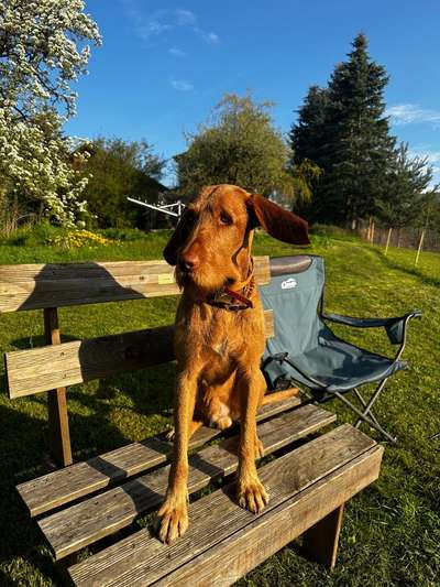 Hundetreffen-Höhnbach-Bild