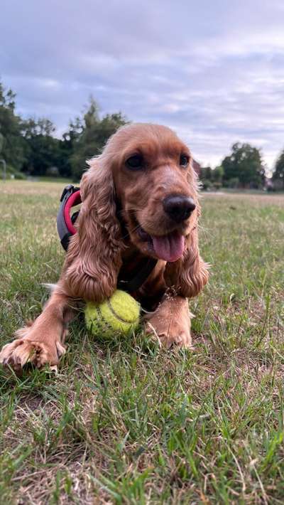 Hundetreffen-Hundetreffen in Lingen-Bild