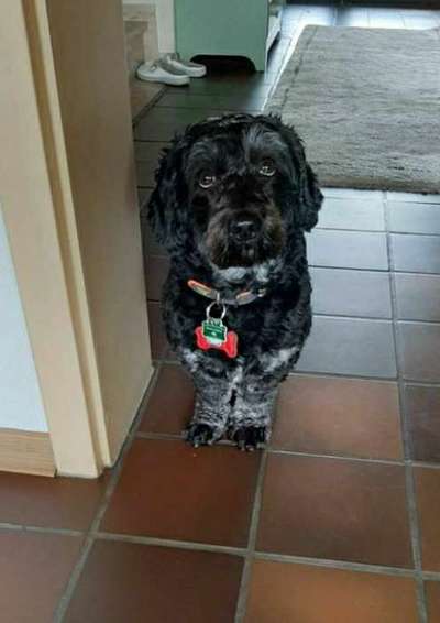 Welpen Bilder !-Beitrag-Bild