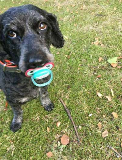 Hunde Memes-Beitrag-Bild