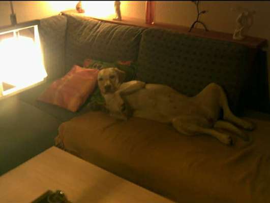 Regenbogenbrücke-Beitrag-Bild