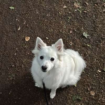 Hundetreffen-Spiel- und Gassirunde-Bild