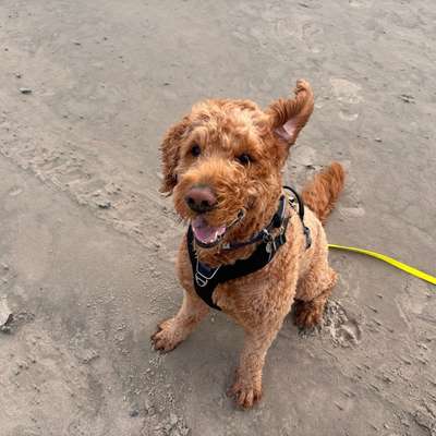 Hundetreffen-Social Walk / gemeinsame Hunderunden-Bild