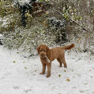 Hundetreffen-Social Walk / gemeinsame Hunderunden-Bild