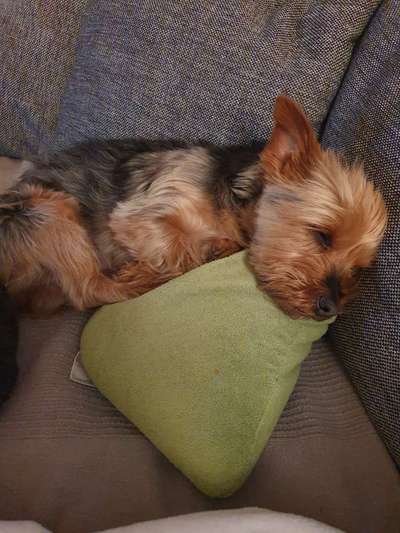 Hunde vom Tierschutzverein 🐕♥️-Beitrag-Bild