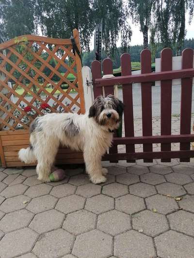 Die Dogorama Kalender Challenge 4/4-Beitrag-Bild