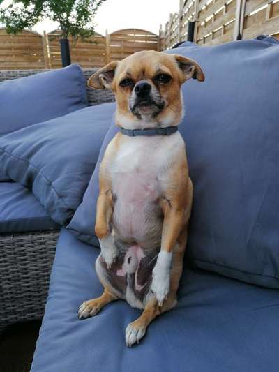 Die Dogorama Wochen Challenge: “Dein Hund im Urlaub”-Beitrag-Bild