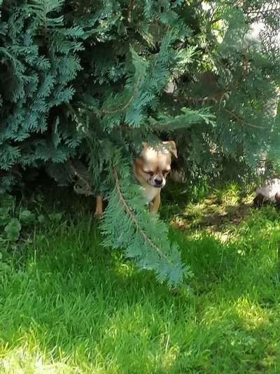 Die Dogorama Kalender Challenge 4/4-Beitrag-Bild