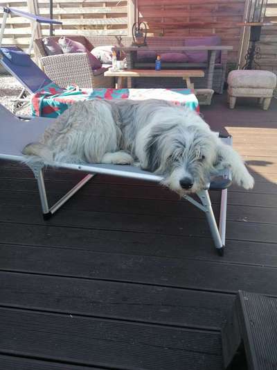 Die Dogorama Wochen Challenge: “Dein Hund im Urlaub”-Beitrag-Bild