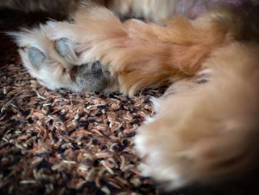 Dogorama Photo Challenge - Details Ganz nah-Beitrag-Bild